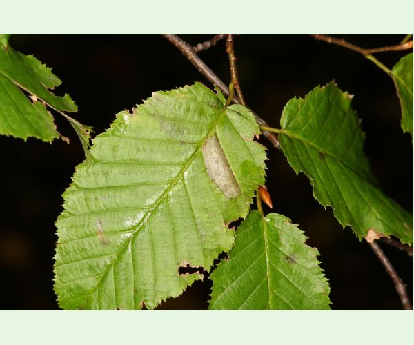 Ploskáčik Phyllonorycter tenerella