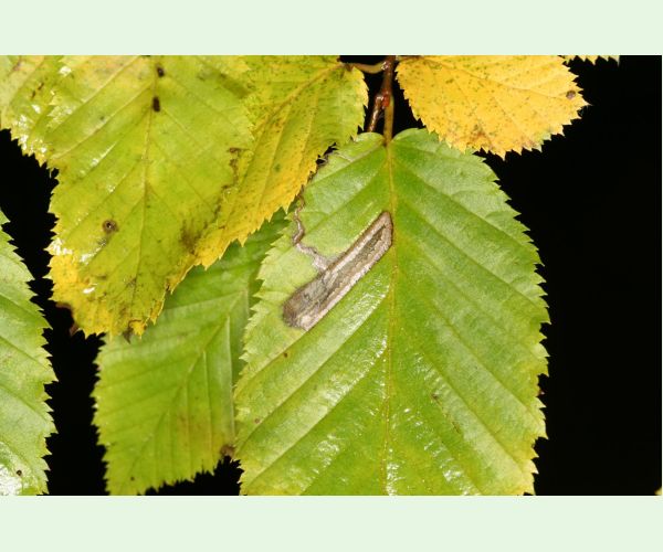Ploskáčik Phyllonorycter tenerella
