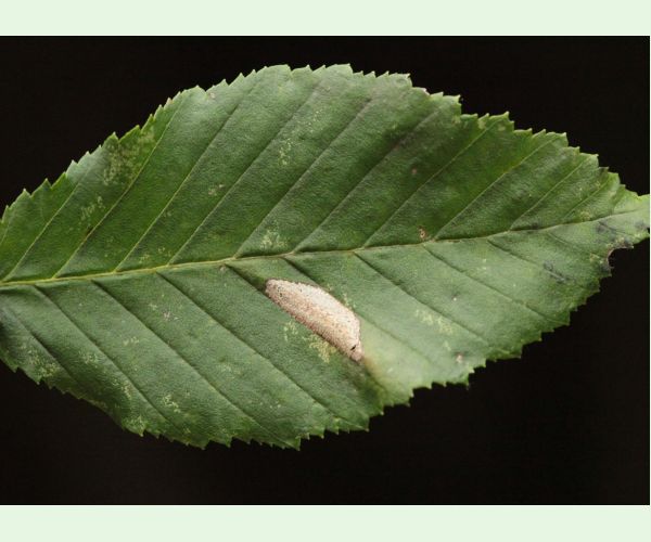 Ploskáčik Phyllonorycter tenerella