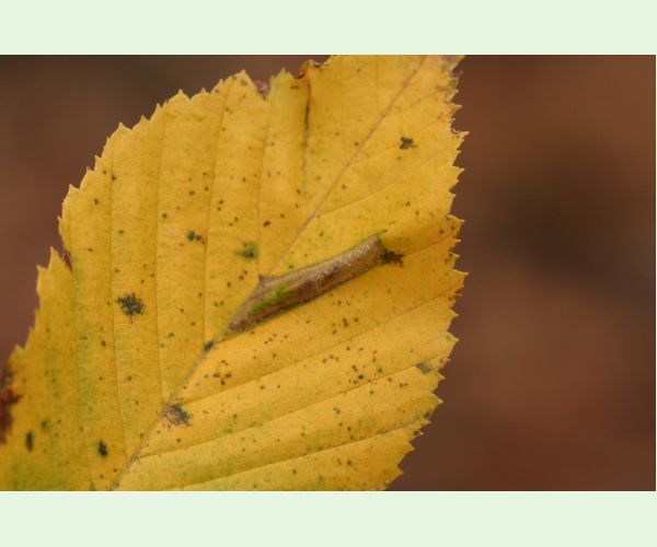 Ploskáčik Phyllonorycter tenerella