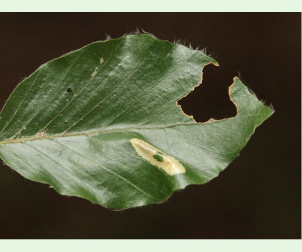 Ploskáčik Phyllonorycter tenerella