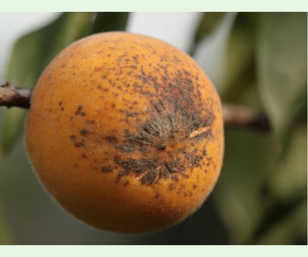 Chrastavitosť kôstkovín