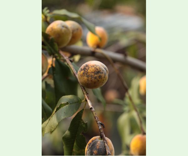 Chrastavitosť kôstkovín