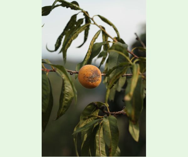 Chrastavitosť kôstkovín