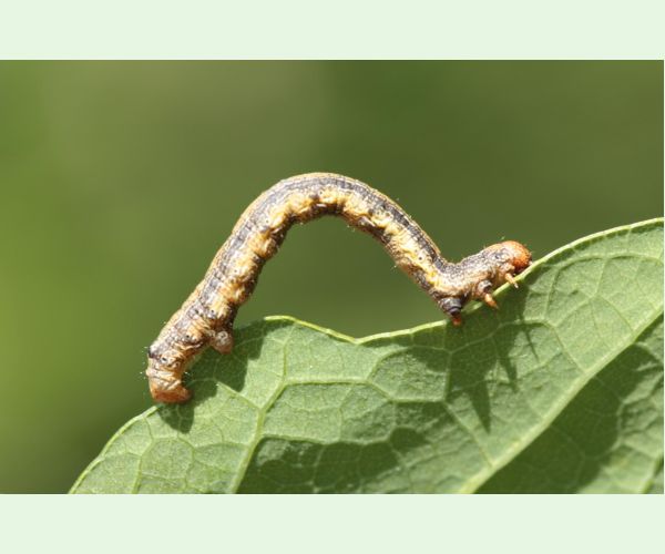 Piadivka pomarančová