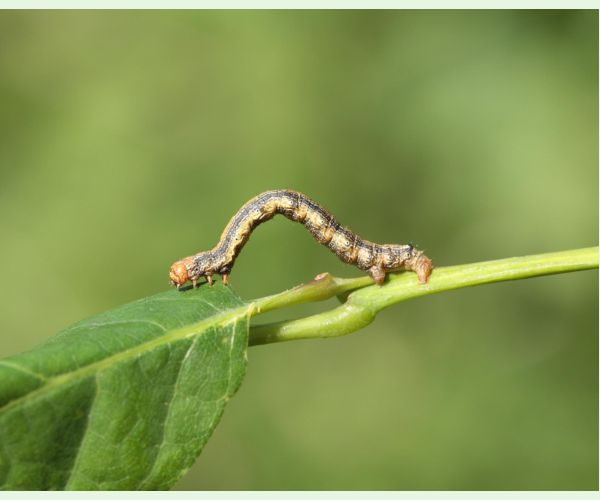 Piadivka pomarančová