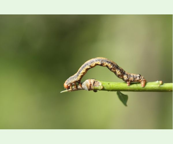 Piadivka pomarančová