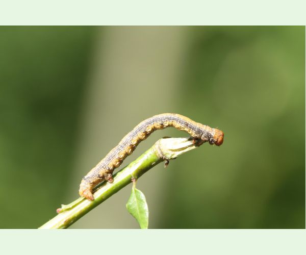 Piadivka pomarančová