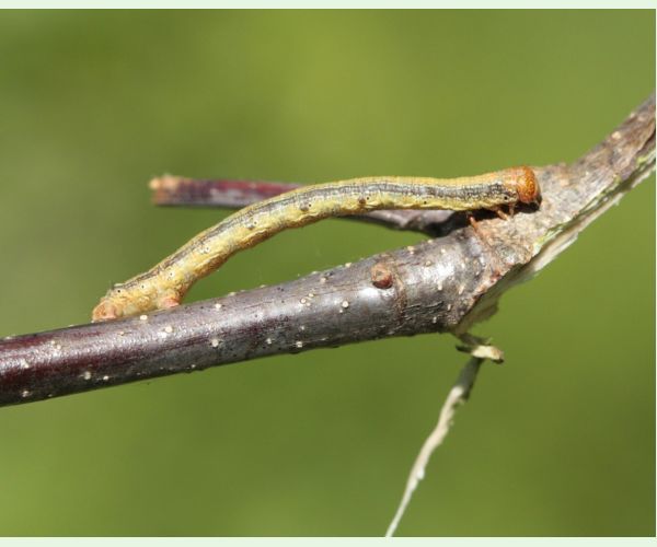 Piadivka pomarančová