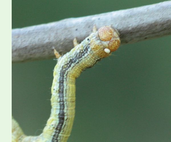 Piadivka pomarančová