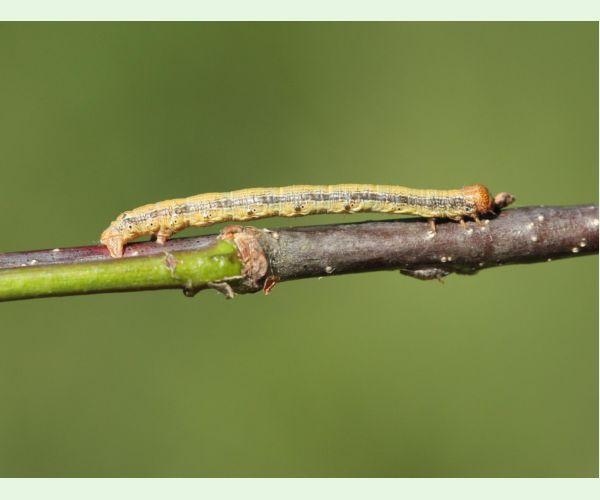 Piadivka pomarančová