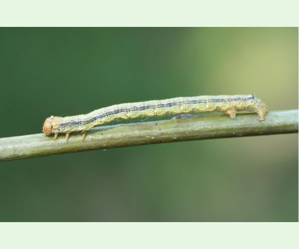 Piadivka pomarančová