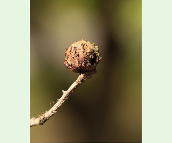 Hrčiarka Andricus lignicolus