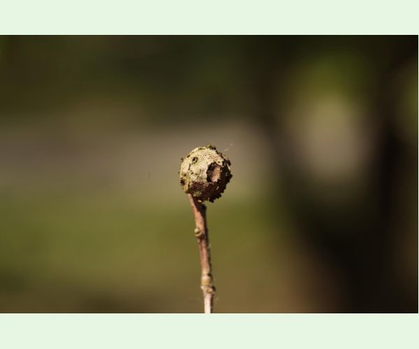 Hrčiarka Andricus lignicolus