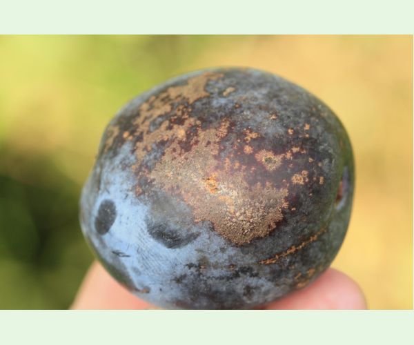 Chrastavitosť kôstkovín