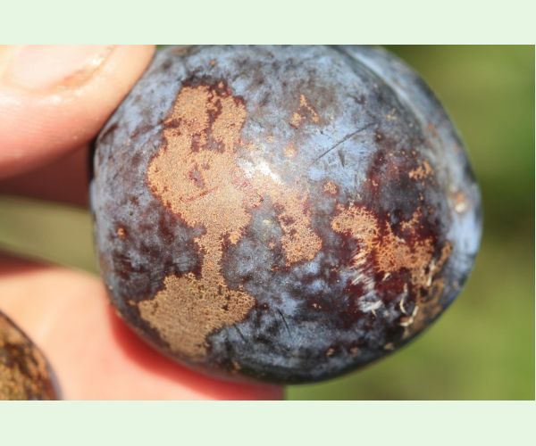 Chrastavitosť kôstkovín