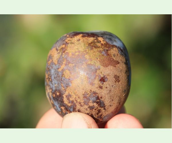 Chrastavitosť kôstkovín