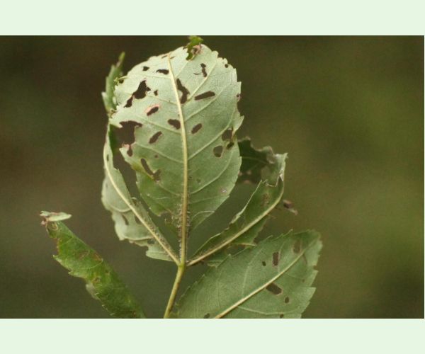 Nosánik Stereonychus fraxini