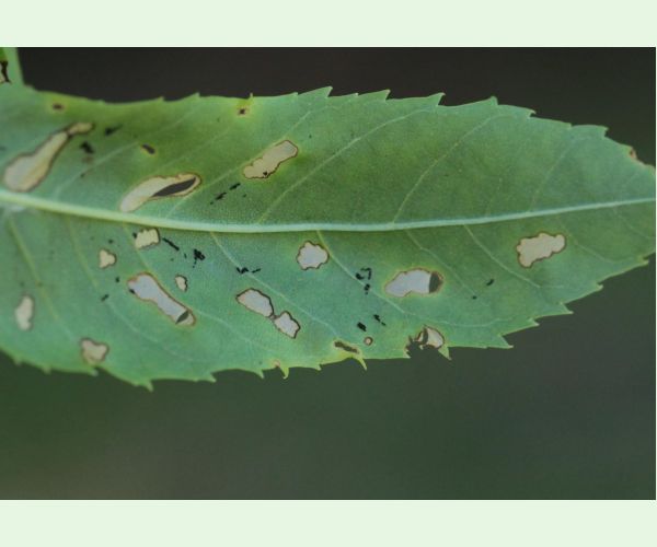 Nosánik Stereonychus fraxini