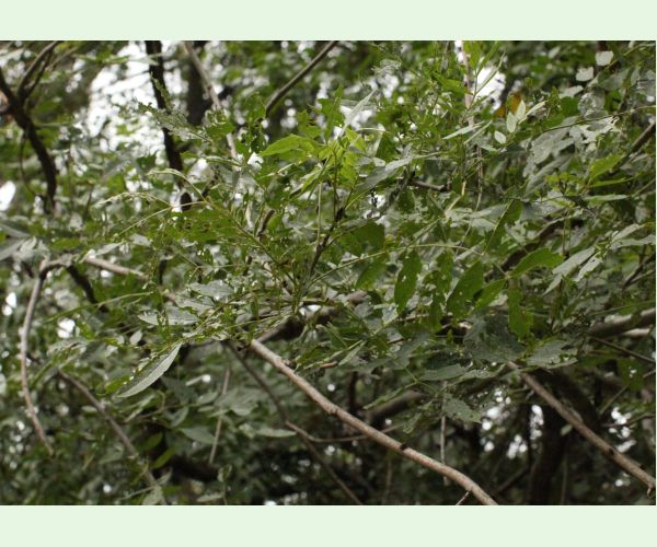 Nosánik Stereonychus fraxini