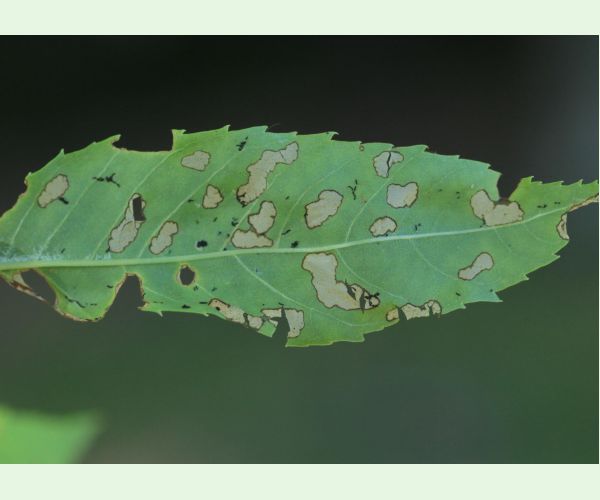 Nosánik Stereonychus fraxini