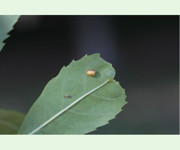 Nosánik Stereonychus fraxini