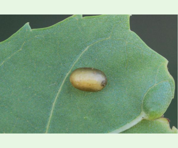 Nosánik Stereonychus fraxini