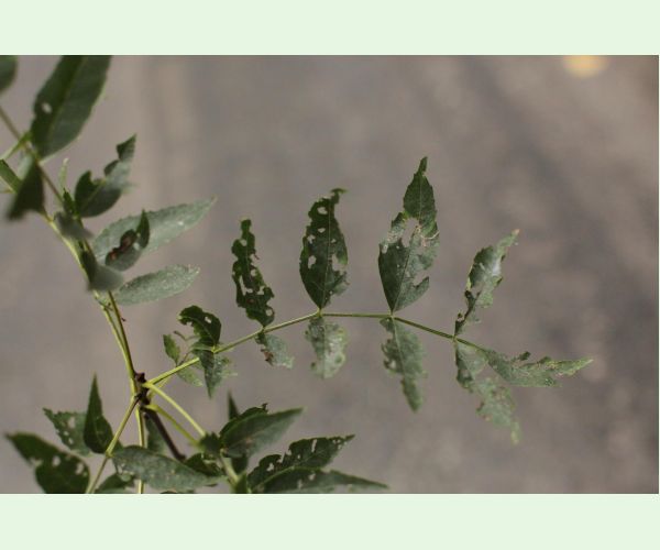 Nosánik Stereonychus fraxini