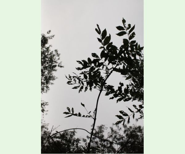 Nosánik Stereonychus fraxini