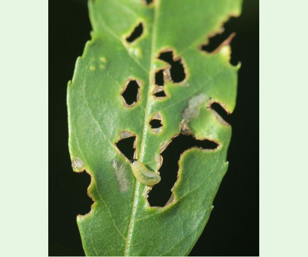 Nosánik Stereonychus fraxini