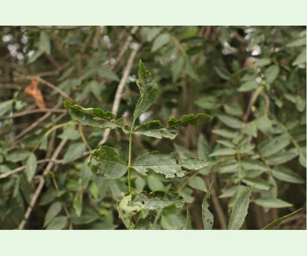 Nosánik Stereonychus fraxini