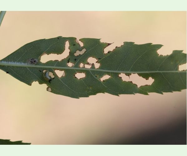 Nosánik Stereonychus fraxini