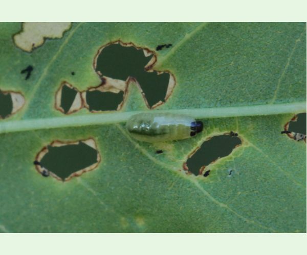 Nosánik Stereonychus fraxini