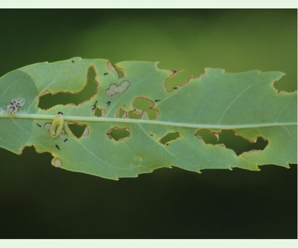 Nosánik Stereonychus fraxini