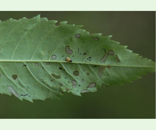 Nosánik Stereonychus fraxini