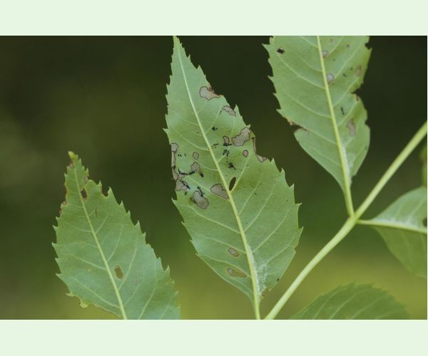 Nosánik Stereonychus fraxini