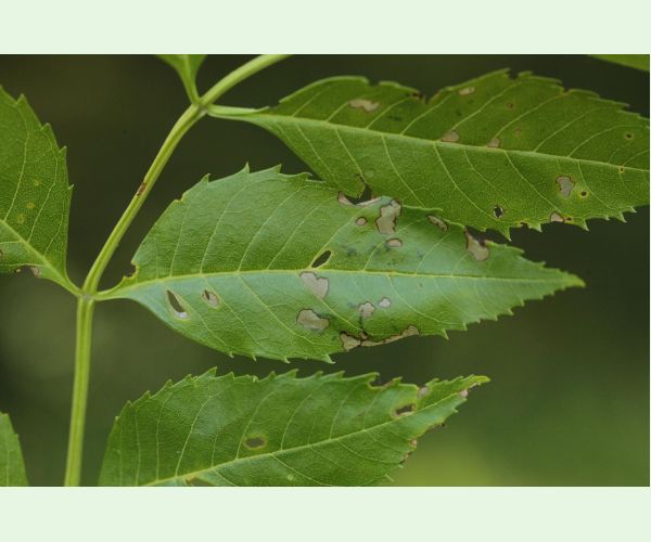 Nosánik Stereonychus fraxini