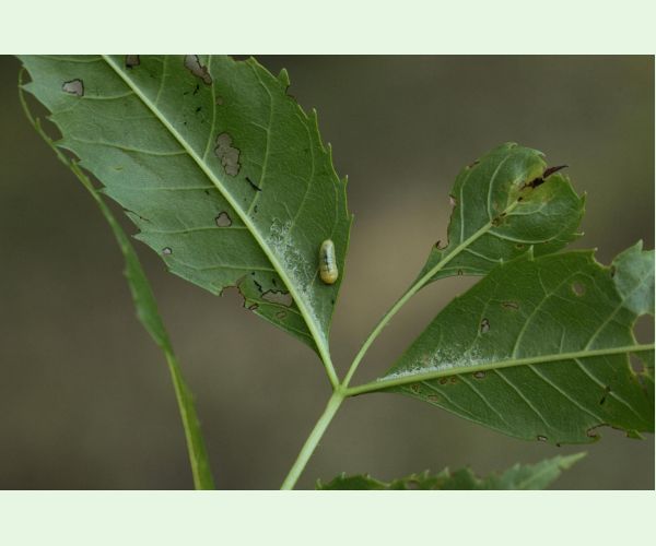 Nosánik Stereonychus fraxini