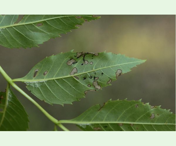 Nosánik Stereonychus fraxini