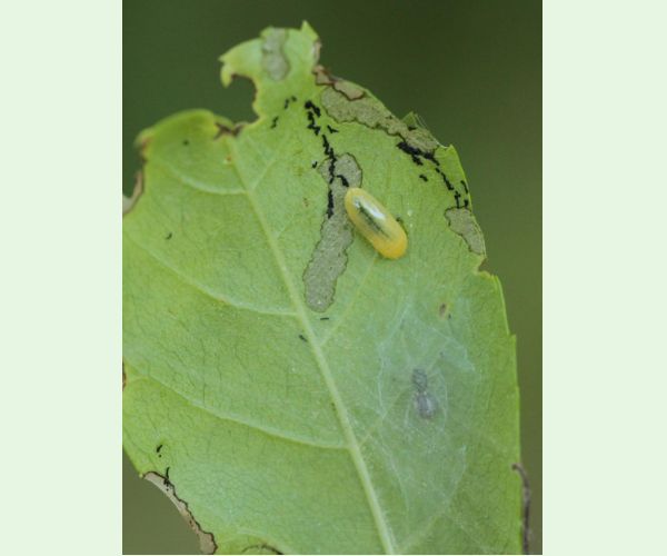 Nosánik Stereonychus fraxini