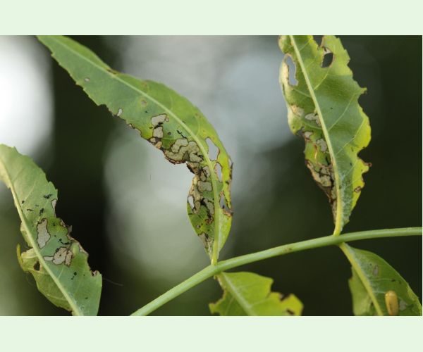 Nosánik Stereonychus fraxini