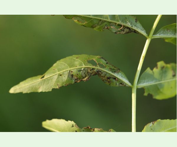 Nosánik Stereonychus fraxini