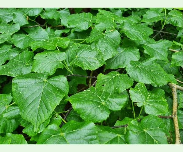 Roztoč Eriophyes exilis