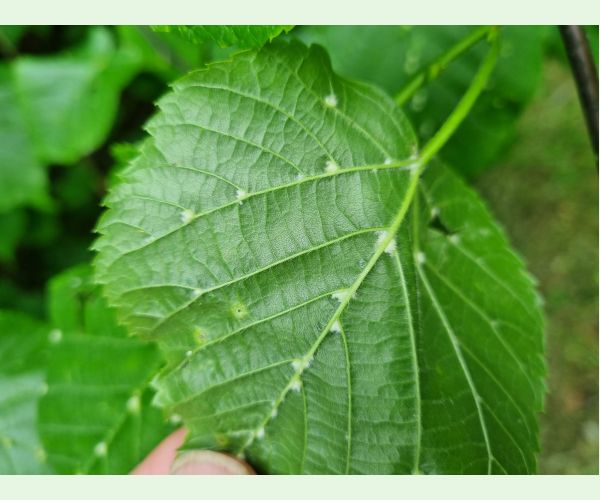 Roztoč Eriophyes exilis