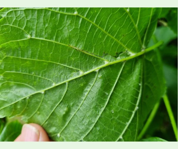 Roztoč Eriophyes exilis