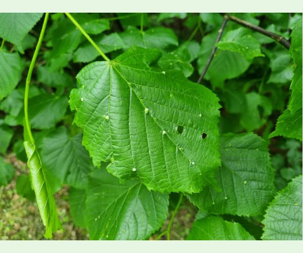 Roztoč Eriophyes exilis