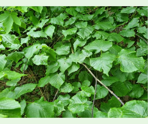 Roztoč Eriophyes exilis