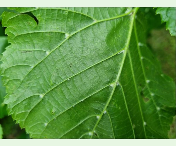 Roztoč Eriophyes exilis