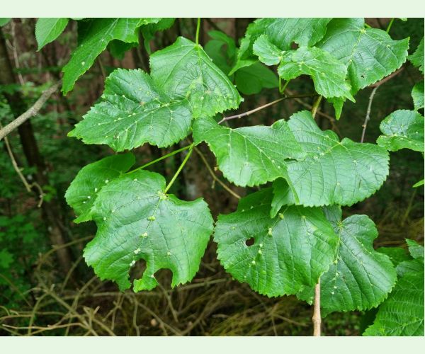 Roztoč Eriophyes exilis