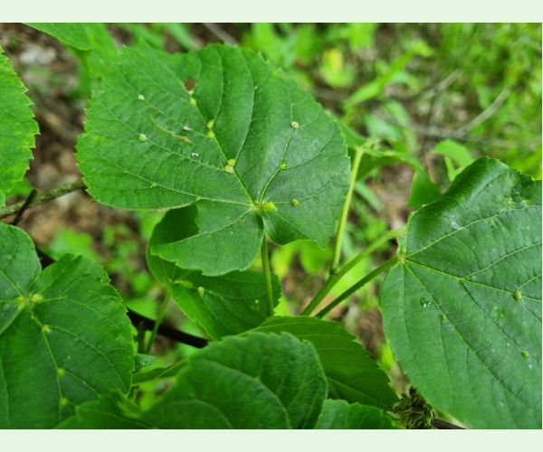 Roztoč Eriophyes exilis